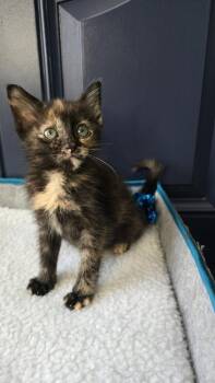 Darlene -  Domestic Long Hair Cat for Adoption - Darlene | PetCurious