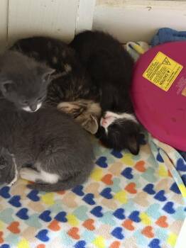 Zoolander -  Domestic Short Hair Cat for Adoption in Virginia Beach, Virginia - Zoolander | PetCurious