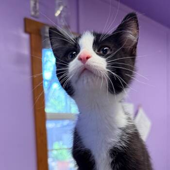 Socks -  Domestic Medium Hair Cat for Adoption in Redwood Valley, California - Socks | PetCurious