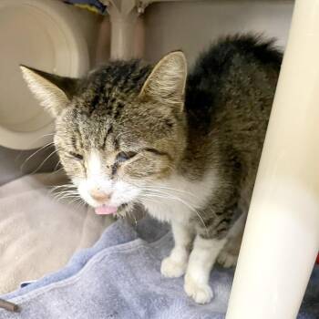 Frito -  Domestic Short Hair Cat for Adoption in Austin, Texas - Frito | PetCurious