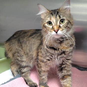 Mummy Mittens -  Domestic Long Hair Cat for Adoption in Michigan City, Indiana - Mummy Mittens | PetCurious