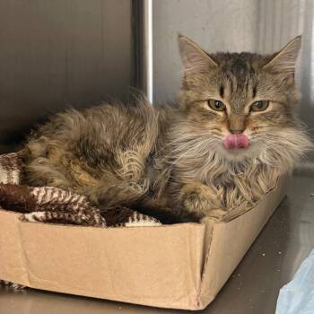 Domestic Medium Hair Cats Available for Adoption in La Grange, Kentucky - Mickey | PetCurious