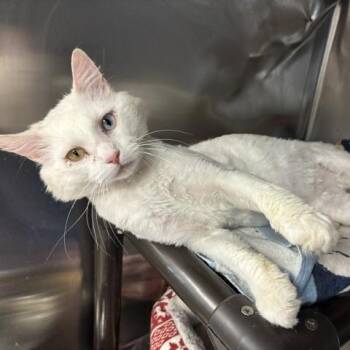 Bowie -  Domestic Long Hair Cat for Adoption in Braintree, Massachusetts - Bowie | PetCurious