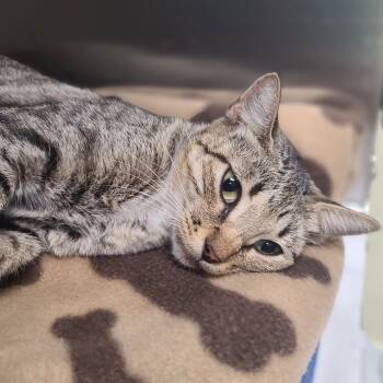 Rescue Domestic Short Hair Cats for Adoption in Galveston, Texas - Marilyn | PetCurious