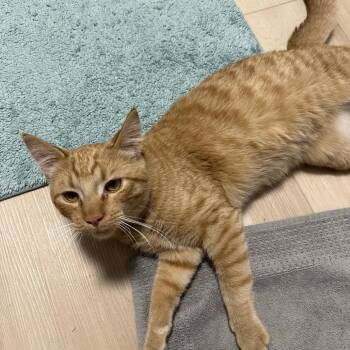 Found NE Rochester -  American Shorthair Cat for Adoption in Rochester, Minnesota - Found NE Rochester | PetCurious