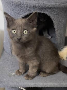 Cubbie (All Star snuggler) -  Domestic Long Hair and Burmese Cat for Adoption in Houston, Texas - Cubbie (All Star Snuggler) | PetCurious