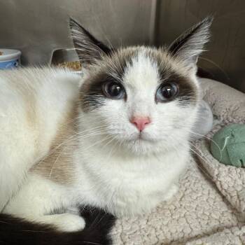 Peggy -  Domestic Short Hair Cat for Adoption in Pekin, Illinois - Peggy | PetCurious