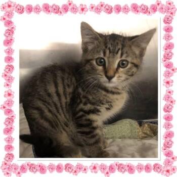 MACY -  Domestic Short Hair Cat for Adoption in Buckhannon, West Virginia - MACY | PetCurious