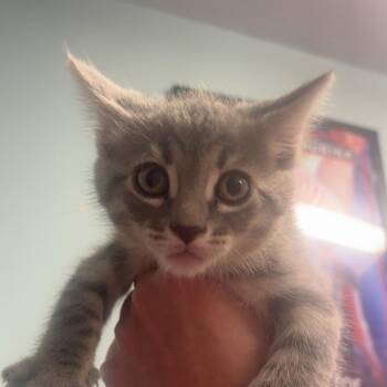 Ficus -  Domestic Short Hair Cat for Adoption in Edwardsville, Illinois - Ficus | PetCurious