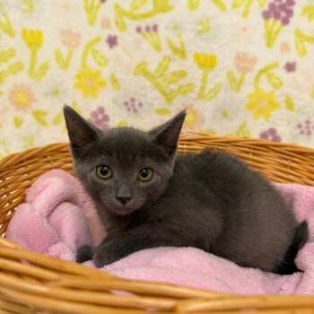 Flo -  Domestic Short Hair Cat for Adoption in Riverwoods, Illinois - Flo | PetCurious