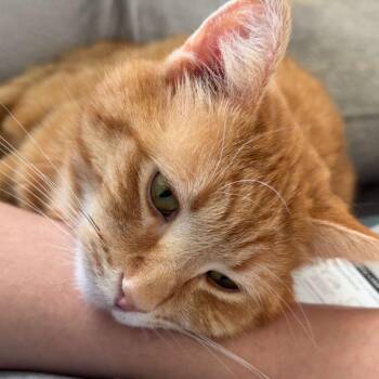 Silas -  Domestic Short Hair Cat for Adoption in Indianapolis, Indiana - Silas | PetCurious