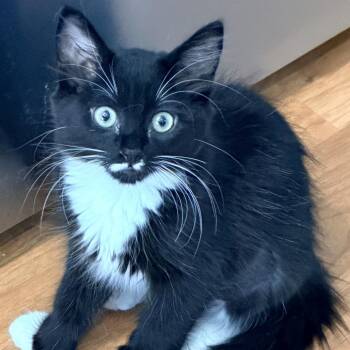 Lucy -  Domestic Medium Hair Cat for Adoption in Santa Rosa, California - Lucy | PetCurious