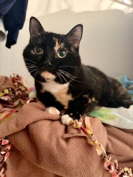 Domestic Short Hair Cats Available for Adoption - Sally Steamroller  | PetCurious