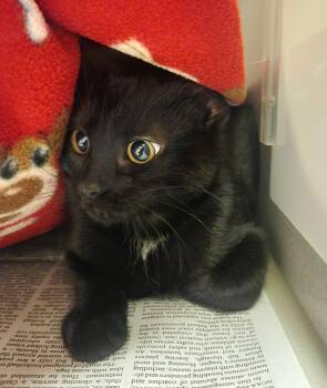 Rescue Domestic Short Hair Cats for Adoption in Mason City, Iowa - Hermione | PetCurious