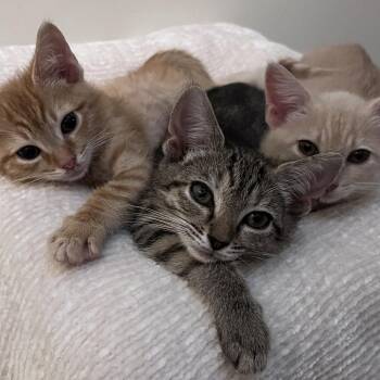 Mezcal -  Domestic Short Hair Cat for Adoption in Durham, North Carolina - Mezcal | PetCurious