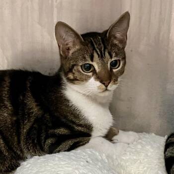 Domestic Short Hair Cats Available for Adoption - Clover | PetCurious