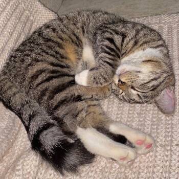 Lightning -  American Shorthair Cat for Adoption in Silver Spring, Maryland - Lightning | PetCurious