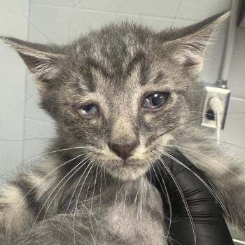 Corbin -  Domestic Short Hair Cat for Adoption in Greenville, South Carolina - Corbin | PetCurious