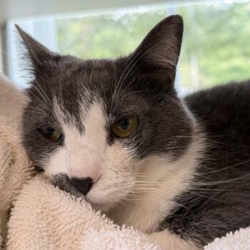 Wendy -  Domestic Short Hair Cat for Adoption in Gloucester, Virginia - Wendy | PetCurious