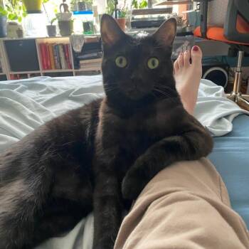 Rescue Domestic Short Hair Cats for Adoption in Evanston, Illinois - Manta Ray | PetCurious