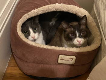 Rescue Siamese and Domestic Short Hair Cats for Adoption in Oakland, California - Ollie (bonded With Pip) | PetCurious