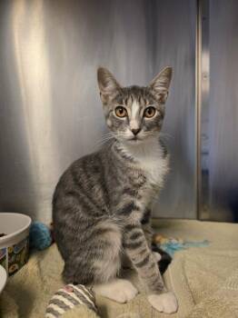 Kimchi -  Domestic Short Hair Cat for Adoption in Umatilla, Florida - Kimchi | PetCurious