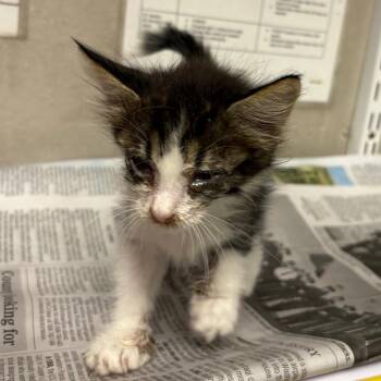 Silly -  Domestic Short Hair Cat for Adoption in Yuma, Arizona - Silly | PetCurious