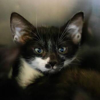 Domestic Short Hair Cats Available for Adoption - Alice | PetCurious