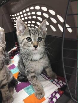 Sol -  Tabby Cat for Adoption in Hamilton, Ontario - Sol | PetCurious