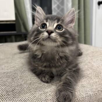 Purrbacca -  Domestic Long Hair Cat for Adoption in Ferndale, Michigan - Purrbacca | PetCurious