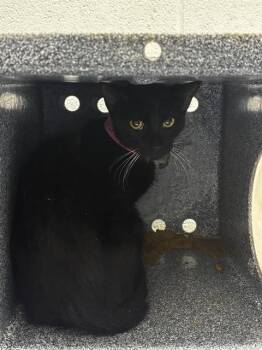 POCAHONTAS -  Domestic Short Hair Cat for Adoption - POCAHONTAS | PetCurious