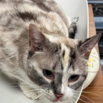 Lilly -  Domestic Short Hair and Siamese Cat for Adoption in Peoria, Illinois - Lilly | PetCurious