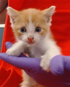 Domestic Short Hair Cats Available for Adoption in Doral, Florida - TOBBY | PetCurious