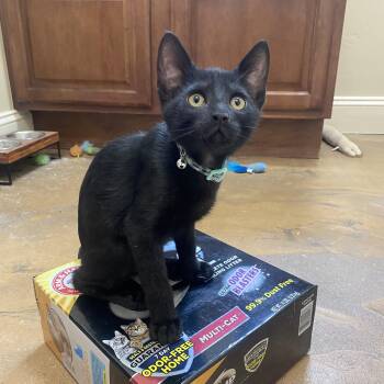 Buzz -  Bombay and American Shorthair Cat for Adoption in Mission Viejo, California - Buzz | PetCurious