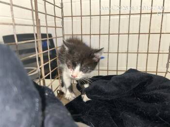A383563 -  Domestic Short Hair Cat for Adoption in Ocala, Florida - A383563 | PetCurious