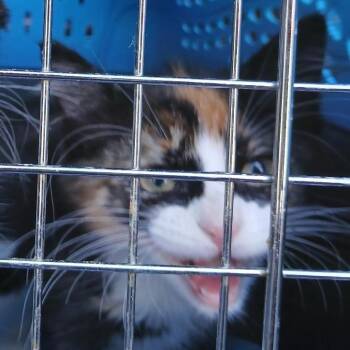 Domestic Short Hair Cats Available for Adoption in New York, New York - Duchess | PetCurious