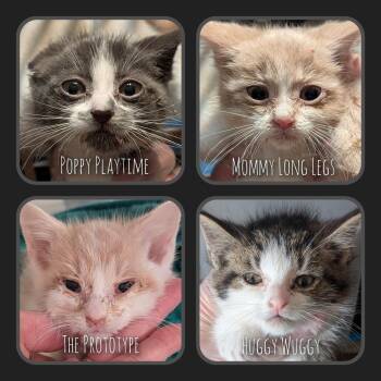 Domestic Short Hair Cats Available for Adoption - Huggy Wuggy | PetCurious
