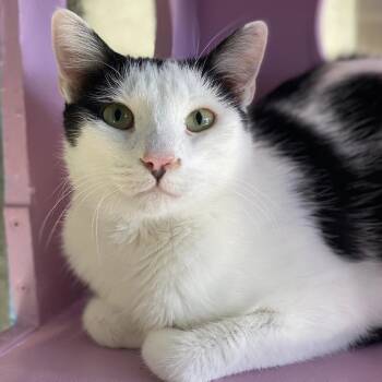 Rescue Domestic Short Hair Cats for Adoption in Tucson, Arizona - Excelsa | PetCurious