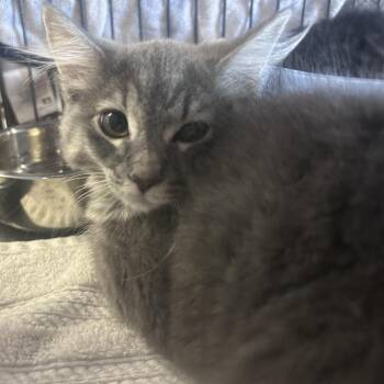 Silver -  Domestic Long Hair Cat for Adoption in Yuma, Arizona - Silver | PetCurious