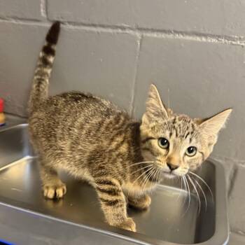 TUSC-Stray-85543_2_3_4 -  Domestic Short Hair Cat for Adoption in Tuscaloosa, Alabama - TUSC-Stray-85543_2_3_4 | PetCurious