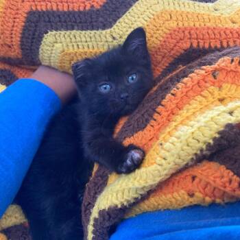 Birdie 54098 -  Domestic Short Hair Cat for Adoption in Las Vegas, Nevada - Birdie 54098 | PetCurious