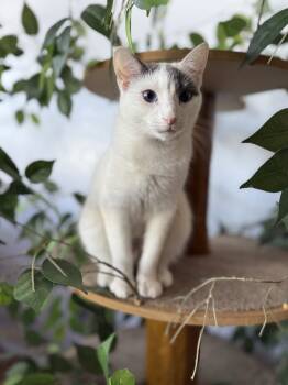 Rescue Domestic Short Hair Cats for Adoption in Brandon, Florida - Snowball | PetCurious