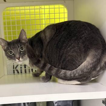 Tabby Cats Available for Adoption in Brentwood, California - Gianna | PetCurious