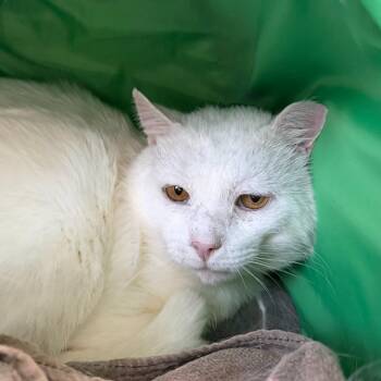Pasty Papa -  Domestic Short Hair Cat for Adoption in State College, Pennsylvania - Pasty Papa | PetCurious