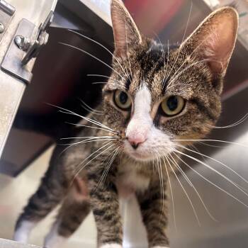 Domestic Short Hair Cats Available for Adoption in Margate, Florida - Ima | PetCurious