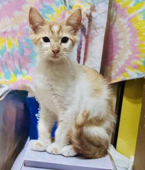 Dobby -  Tabby and Domestic Short Hair Cat for Adoption in Pensacola, Florida - Dobby | PetCurious
