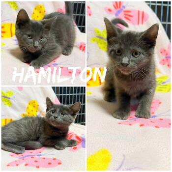 Hamilton -  Domestic Short Hair Cat for Adoption in Saint James, Missouri - Hamilton | PetCurious