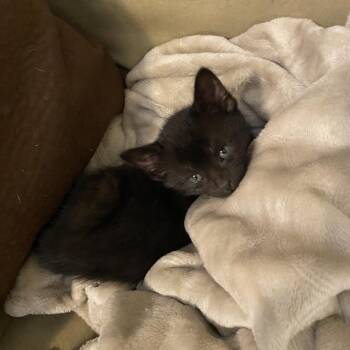 Miles -  Domestic Short Hair Cat for Adoption in Columbia, Missouri - Miles | PetCurious