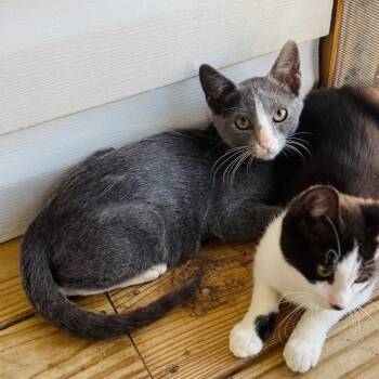 Rescue Domestic Short Hair Cats for Adoption in Brownsboro, Alabama - Jupiter | PetCurious
