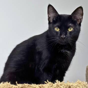 Cole -  Domestic Short Hair Cat for Adoption in Manhattan Beach, California - Cole | PetCurious